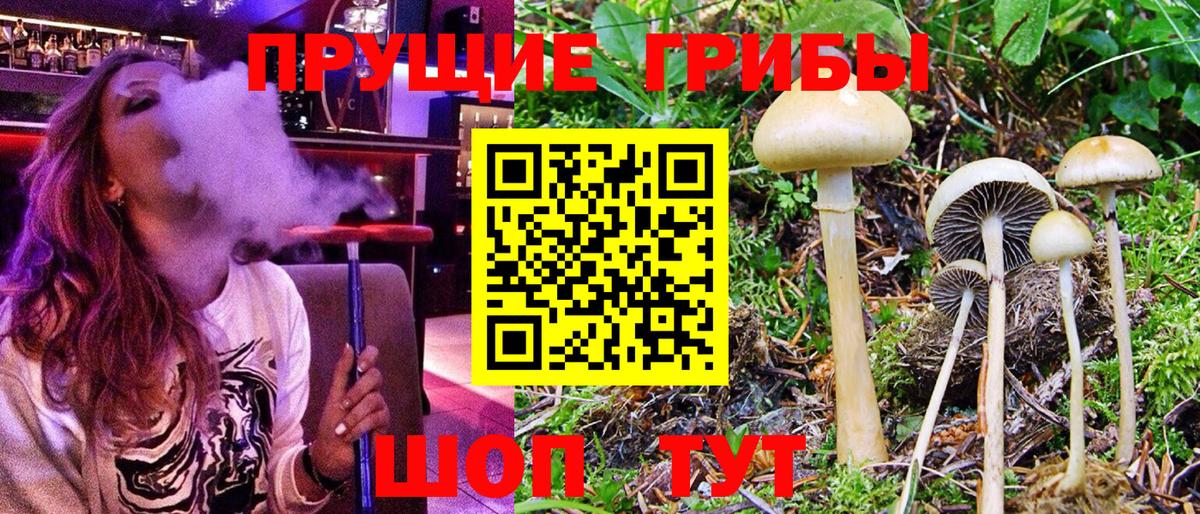 Галлюциногенные грибы Psilocybe Лянтор
